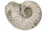 11.1" Bumpy Ammonite (Douvilleiceras) Fossil - Giant Specimen! - #200350-1